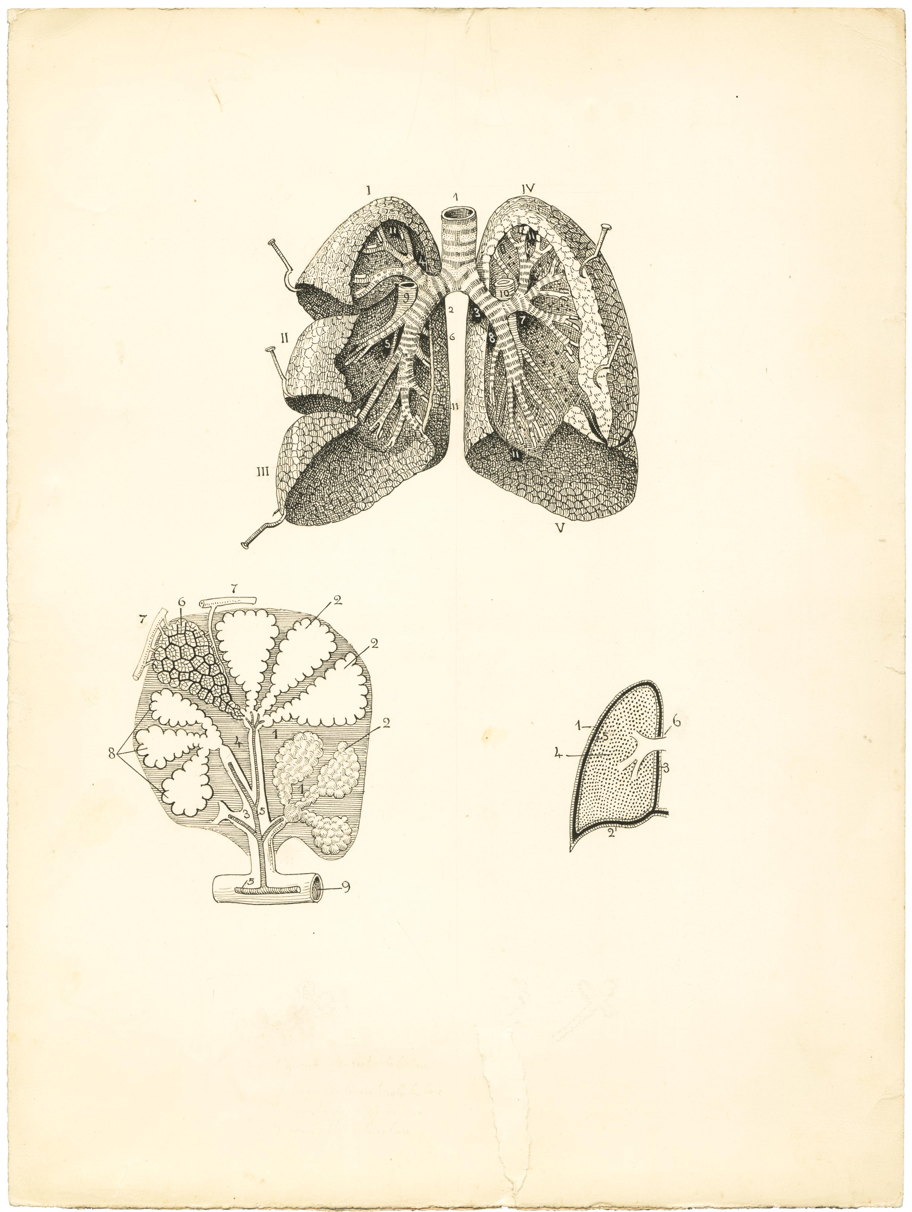 sezione anteriore dell'apparato respiratorio (disegno) - ambito fiorentino (seconda metà sec. XIX)