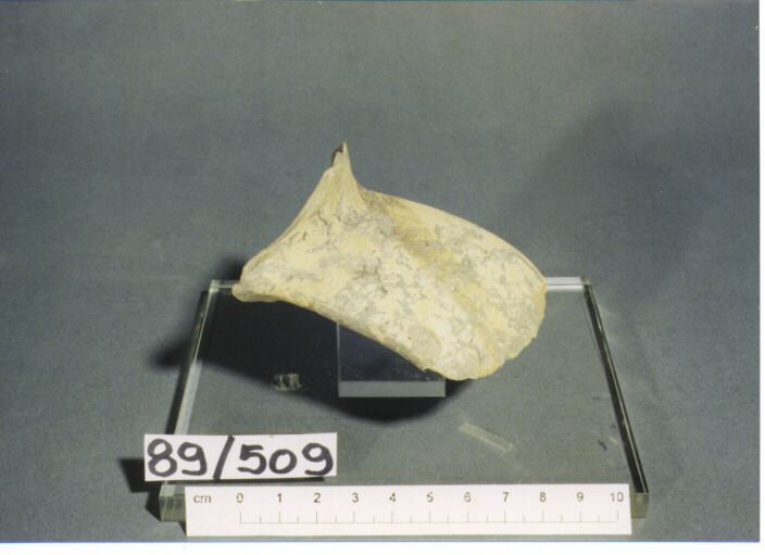 Ansa - PRODUZIONE ITALIA CENTRO SUD (SECC. XI/XIII D.C)