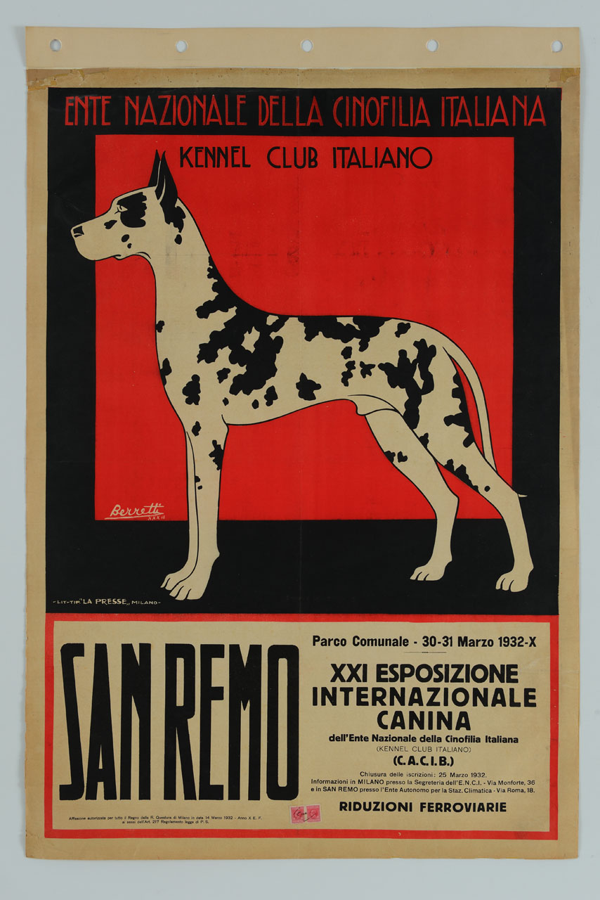 un cane alano arlecchino (manifesto) di Berretti Alessandro (sec. XX)