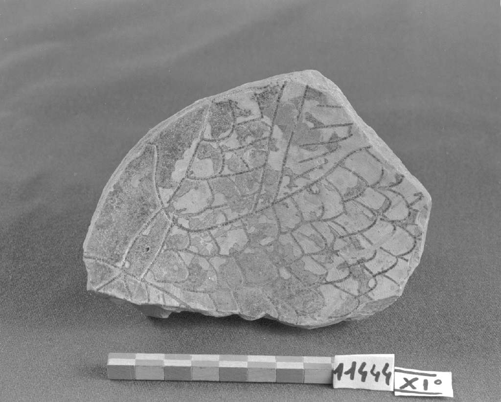 motivo decorativo zoomorfo (piatto, frammento) - produzione veneziana (secc. XIII/ XIV)