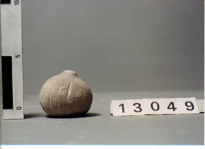 FICO (FRUTTO) 