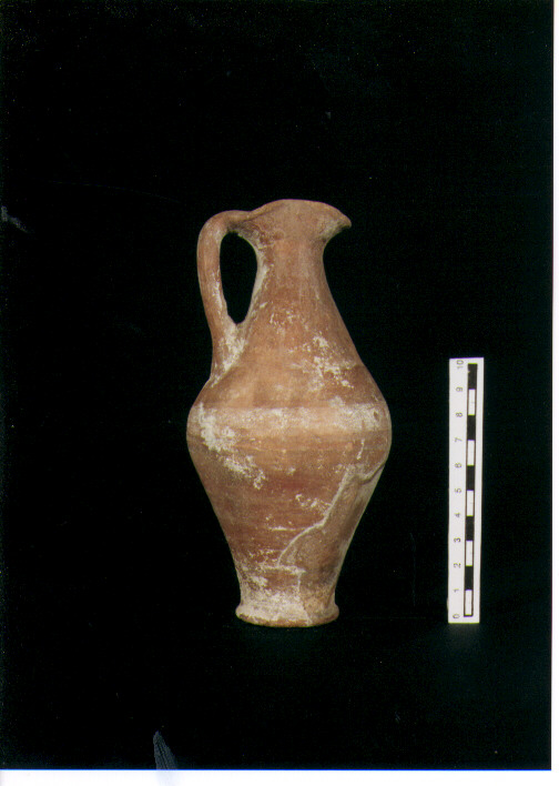 Brocchetta bilobata