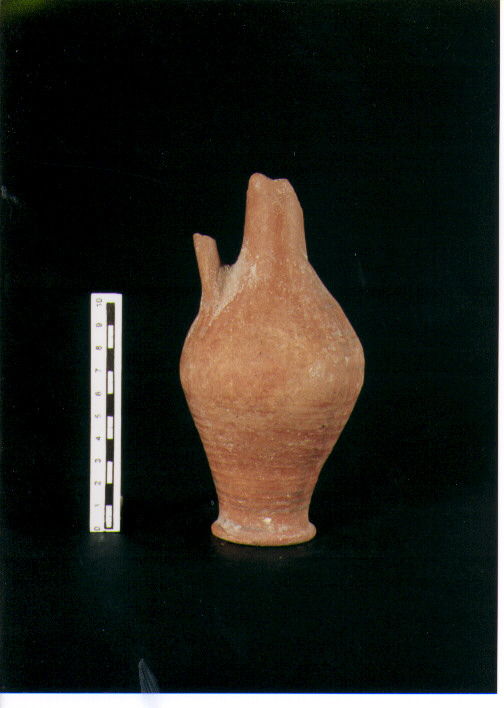 Brocchetta bilobata