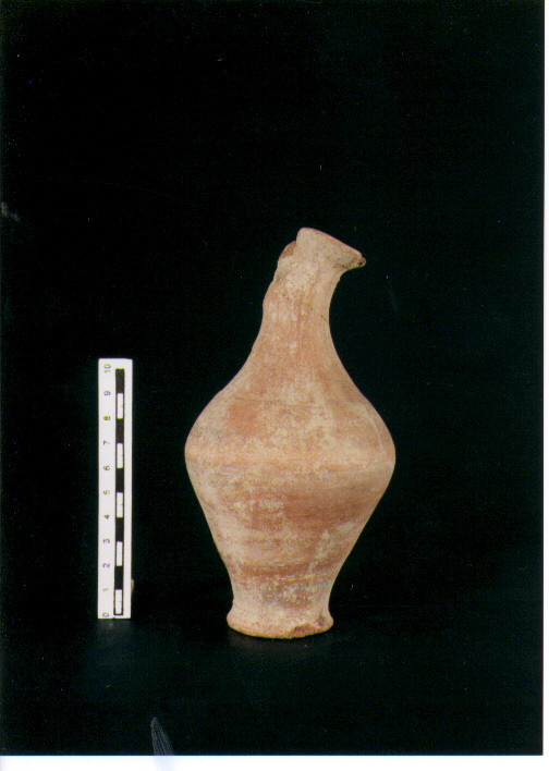 Brocchetta bilobata