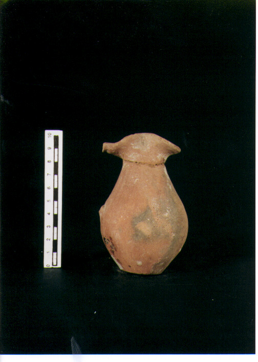 Brocchetta bilobata