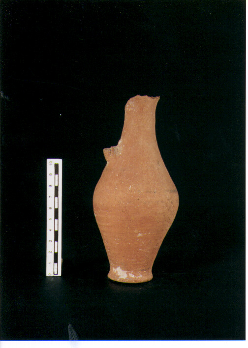 Brocchetta bilobata