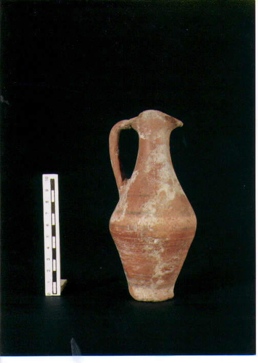Brocchetta bilobata