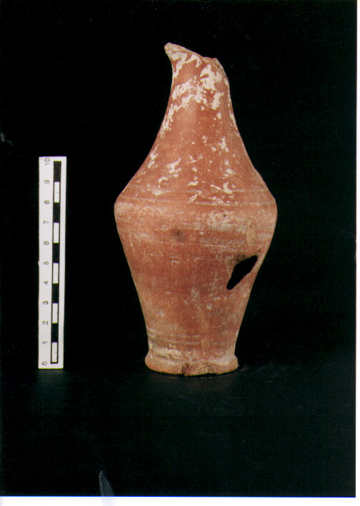 Brocchetta bilobata