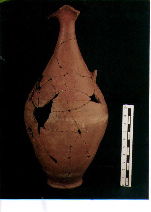 Brocchetta bilobata