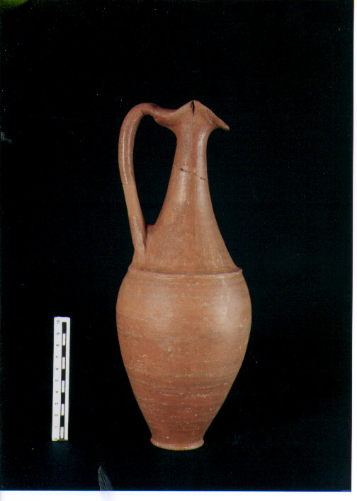 Brocca bilobata