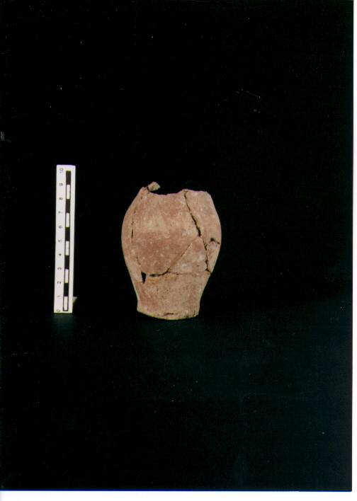 Brocchetta bilobata