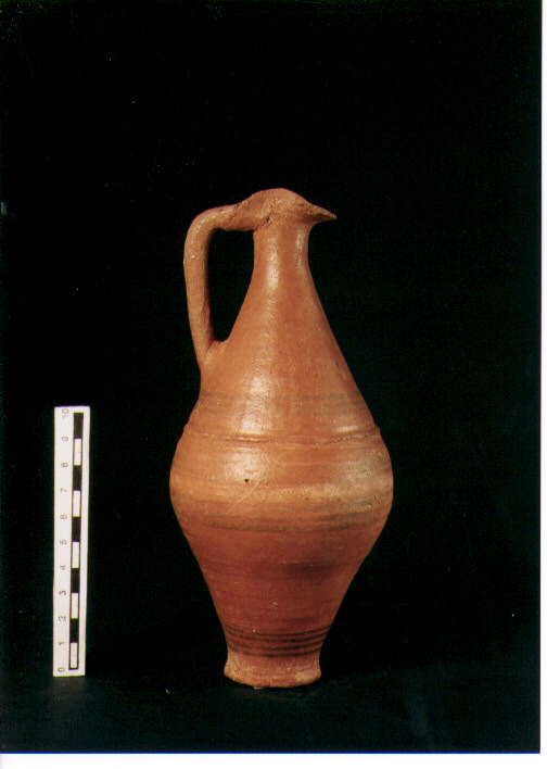 Brocchetta bilobata