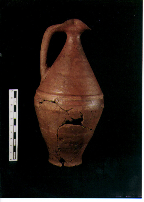 Brocchetta bilobata