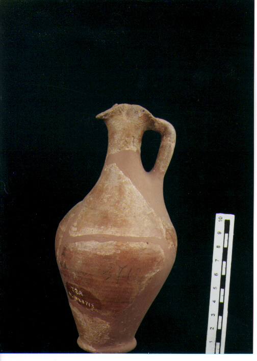 Brocchetta bilobata