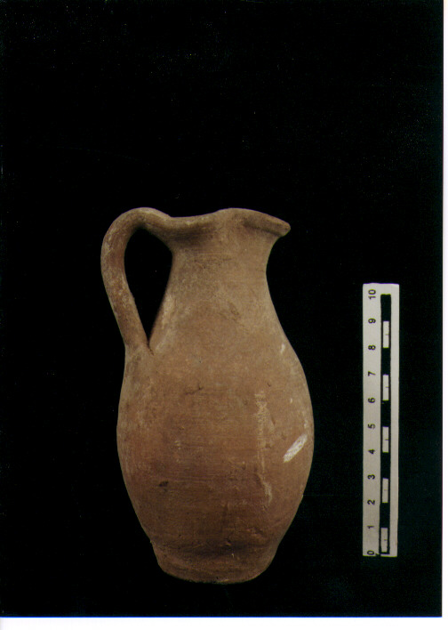 Brocchetta bilobata