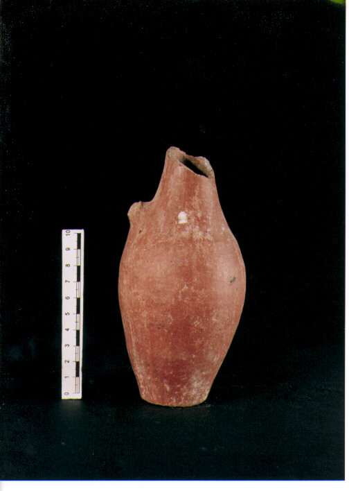 Brocchetta bilobata