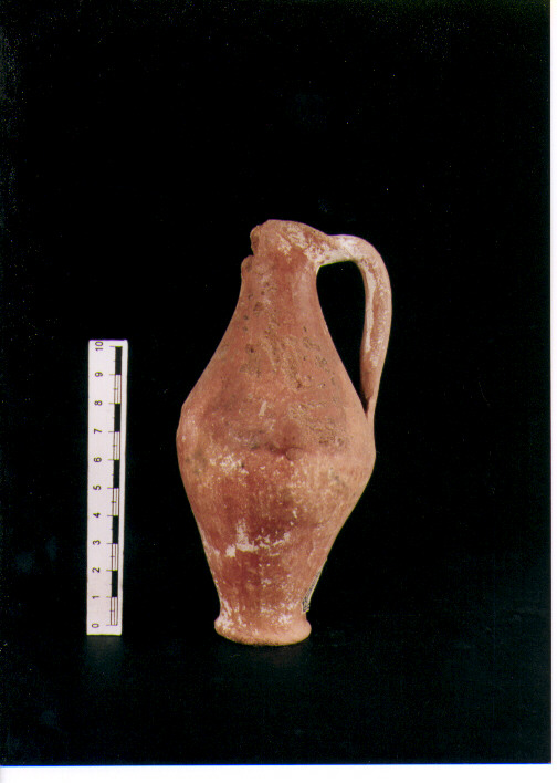 Brocchetta bilobata