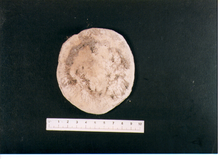 Oscillum