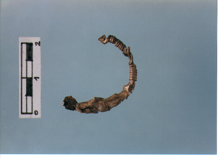 Anello crinale