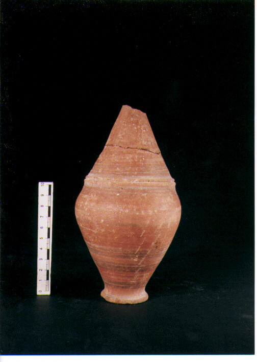 Brocchetta bilobata