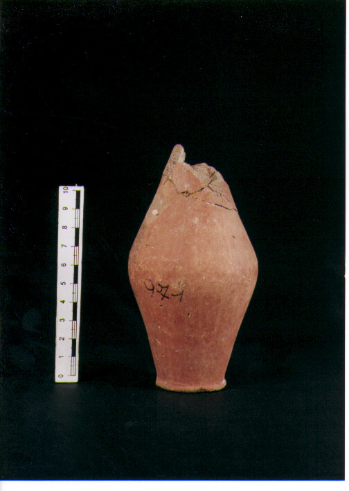 Brocchetta bilobata