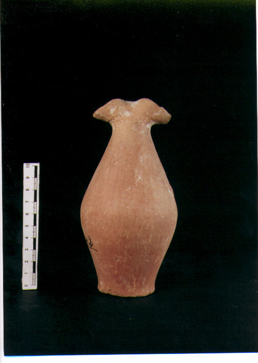 Brocchetta bilobata
