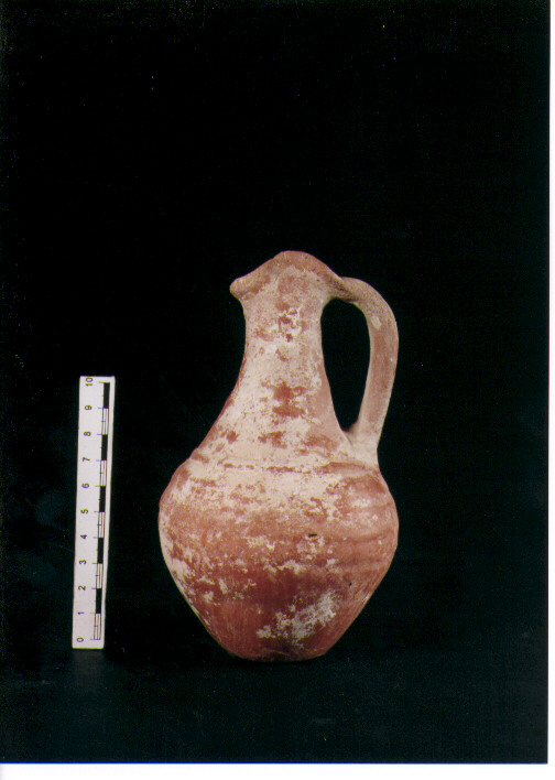 Brocchetta bilobata