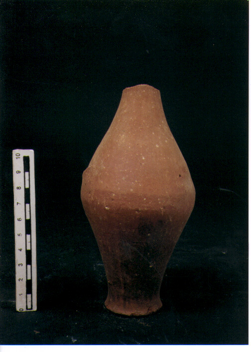 Brocchetta bilobata