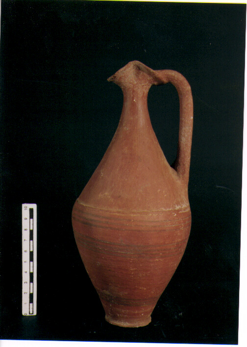 Brocca bilobata