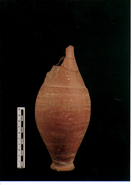 Brocchetta bilobata