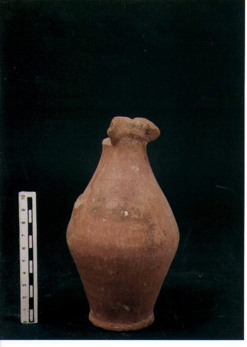 Brocchetta bilobata
