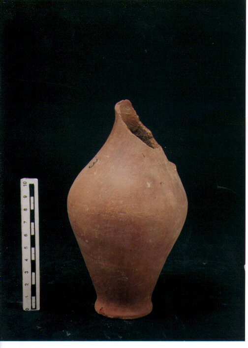 Brocchetta bilobata