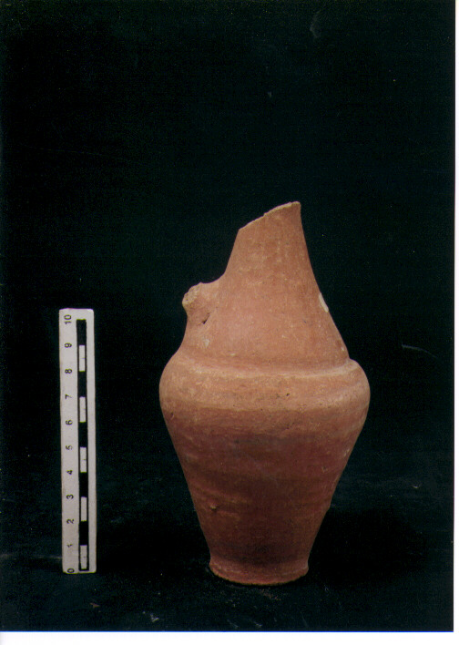 Brocchetta bilobata