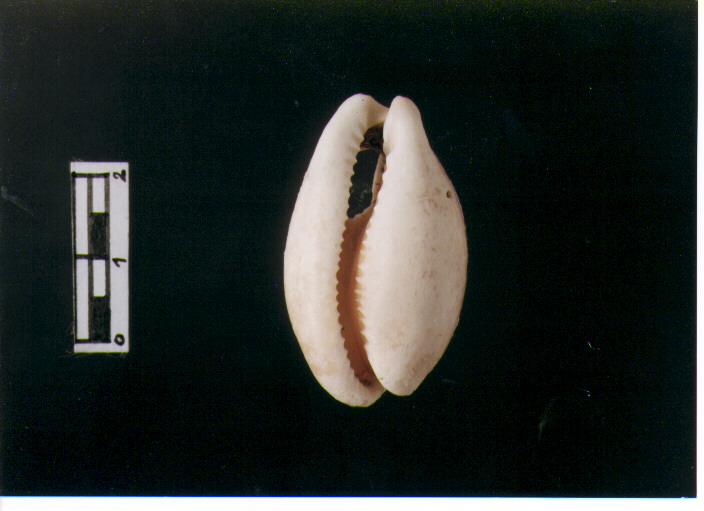 Amuleto