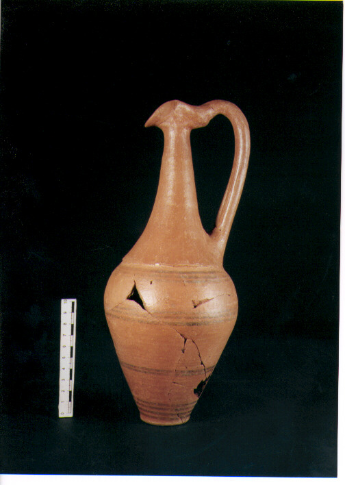 Brocca bilobata