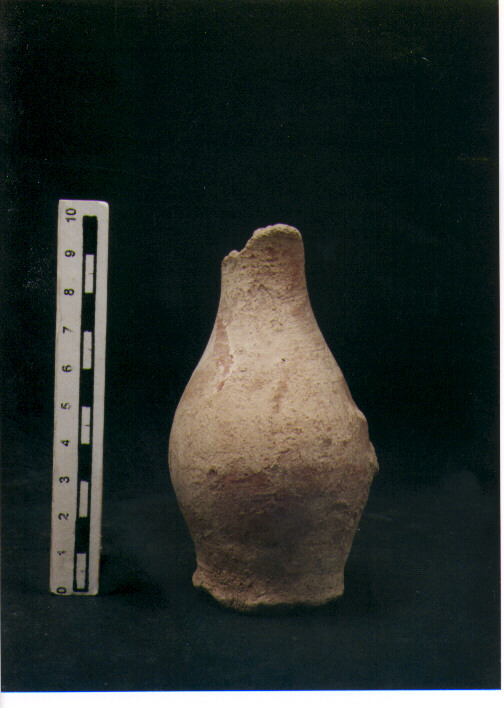 Brocchetta bilobata