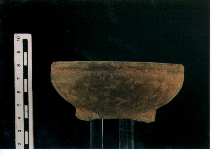 Coppetta. morel 2567 a1