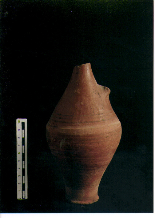 Brocchetta bilobata
