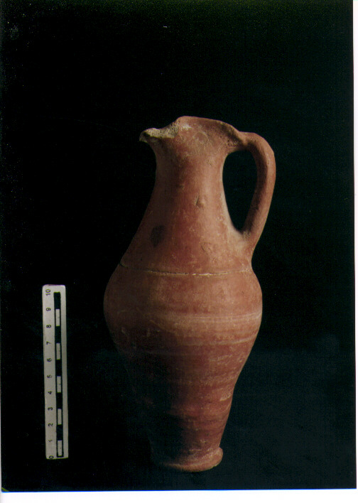 Brocchetta bilobata