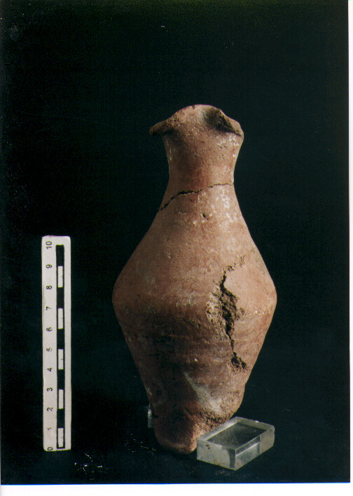 Brocchetta bilobata