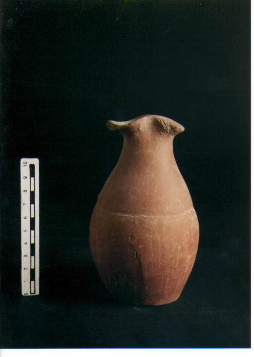 Brocchetta bilobata