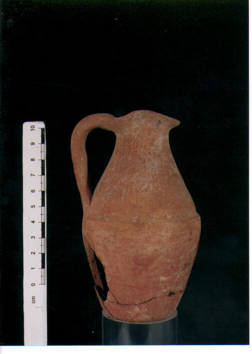 Brocchetta bilobata