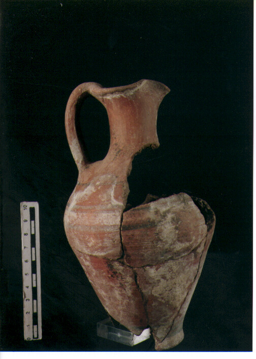 Brocchetta trilobata