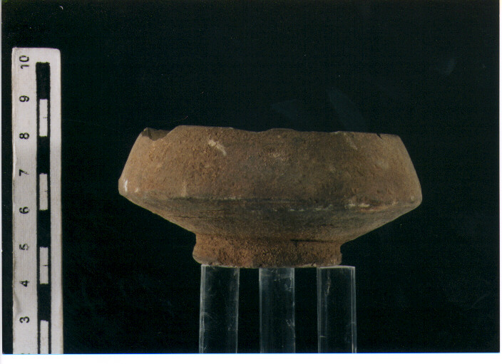 Coppetta carenata. morel 2741 c1