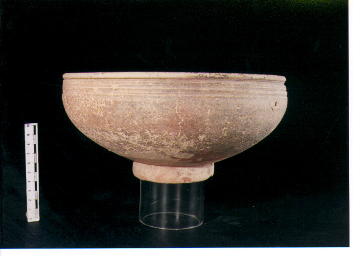 Coppa. morel 2566 a1