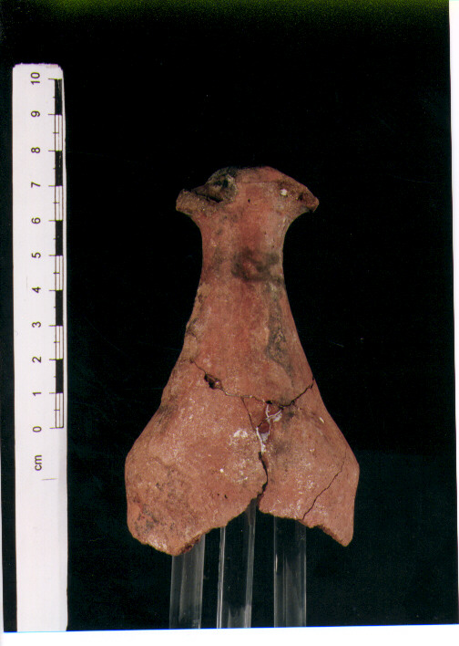 Brocchetta bilobata