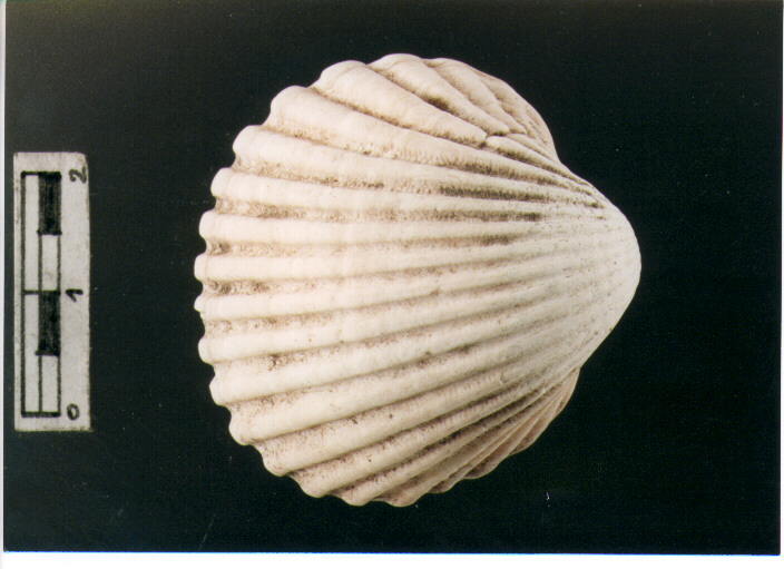 Conchiglia
