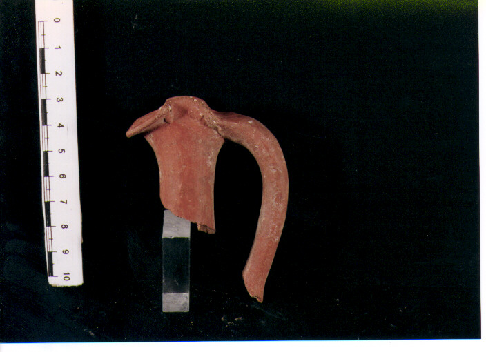 Brocchetta bilobata