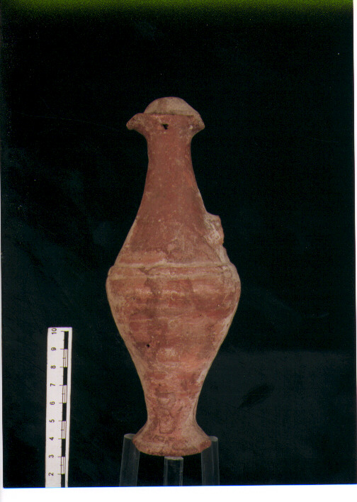 Brocchetta bilobata