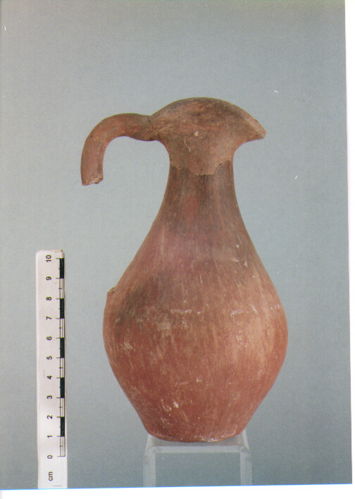 Brocchetta bilobata